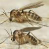 Phronia conformis
